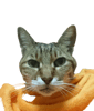 福